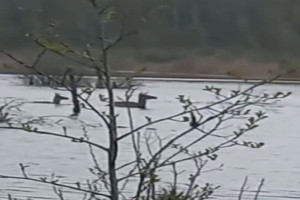 В Петушинском районе переплывающие разлив олени попали на видео