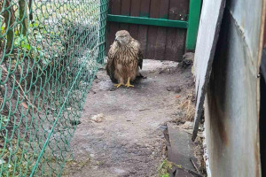 В Коврове ястребу с переломом крыла сделали операцию