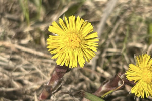 14 день второй седмицы Великого поста: что можно и нельзя 31 марта