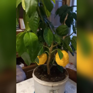 В Юрьев-Польском 82-летний пенсионер вырастил дома огромные лимоны