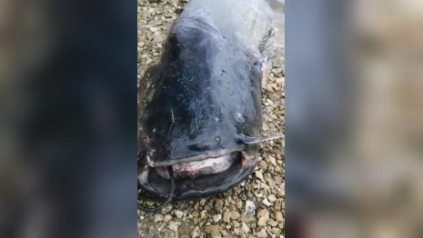 Из Оки в Муроме выловили 90-килограммового сома