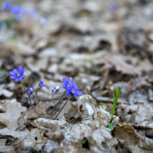 Прогноз погоды во Владимирской области на 2 марта