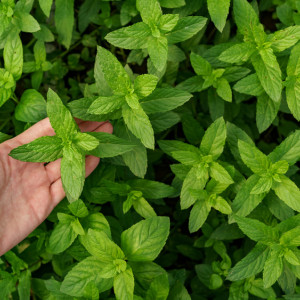 Никонов день: что можно и нельзя делать 5 апреля