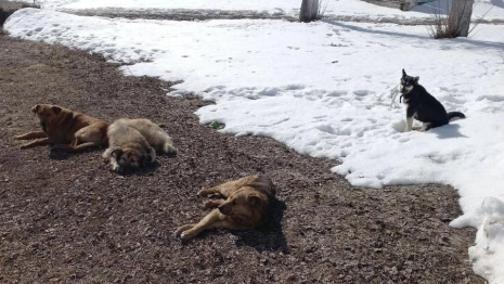 В Камешковском районе начался отлов бездомных животных
