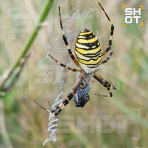 Жителей Владимирской области предупредили о нашествии ядовитых пауков-ос