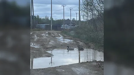 В одной из деревень Владимирской области утки плавают в огромной луже