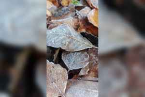 Во Владимирской области заметили первые заморозки в октябре 2024 года