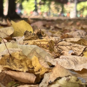 Прогноз погоды во Владимирской области на 18 сентября 2025 года