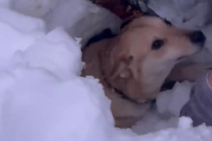 В Коврове собаку придавило снегом
