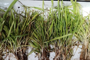 Во Владимирской области посчитали уровень потерь озимых культур