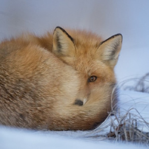 Во Владимирской области выявили еще пять очагов бешенства