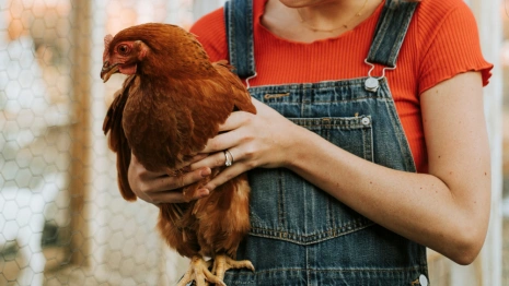 В Селивановском районе ввели карантин по азиатской чуме птиц
