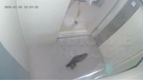 Во Владимире живодер со всей силы бросил кошку в лифт