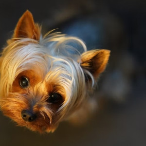 Владимирскую семью будут судить за продажу фантомных щенков