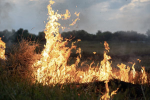 Во Владимирской области с 10 апреля введут особый противопожарный режим