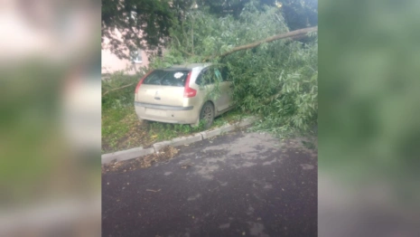 Управляющая компания заплатит за упавшее на машину дерево в Александрове