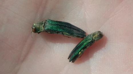 Владимирский биолог объяснил причину нашествия ясеневых златок
