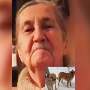 Во Владимирской области объявили поиски бабушки с двумя собаками