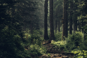 В Судогодском районе 78-летнюю бабушку нашли в лесу спустя неделю поисков