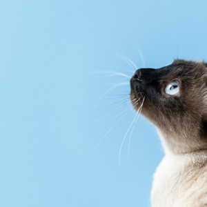 Народные приметы на 14 февраля 2024: что можно и нельзя делать в день Трифона Мышегона