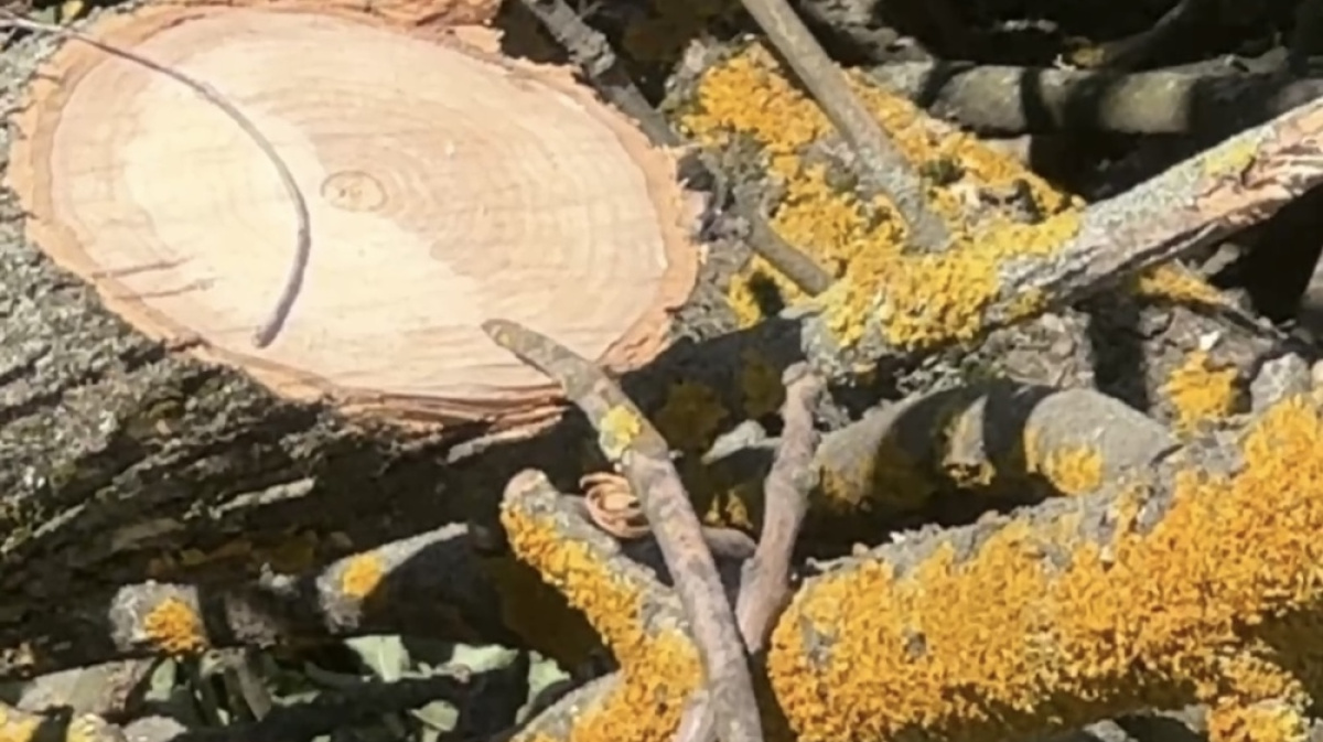 Во Владимире срубят пораженные ясеневой златкой деревья на улице Усти ...