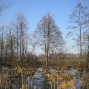 Прогноз погоды во Владимирской области на 8 ноября 2024 года