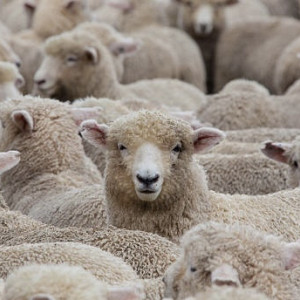 Оспа овец добралась до Гусь-Хрустального района