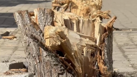 В историческом центре Владимира вандалы спилили молодые деревья