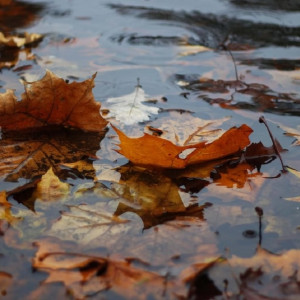 В выходные Владимирскую область накроют обложные дожди