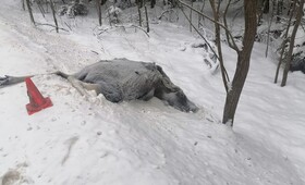 Во Владимирской области за год сбили 128 диких животных