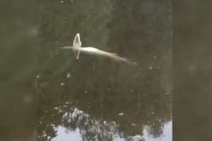 Владимирцы вновь рассказали о гибели краснокнижной стерляди в Клязьме