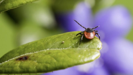 За неделю от укусов клещей пострадали 134 жителя Владимирской области