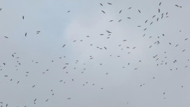 Появился неутешительный прогноз на первые выходные декабря во Владимире