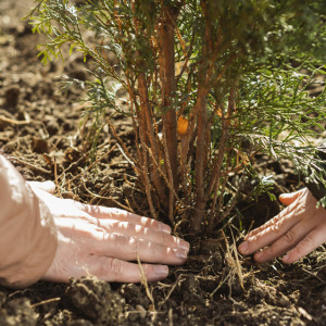 Во Владимирской области на местах вырубок высадили 3,3 млн хвойных сеянцев