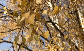 Прогноз погоды во Владимирской области на 9 ноября 2025 года