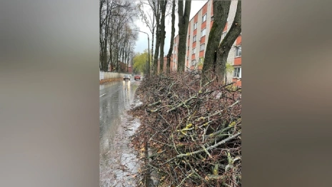 Жители Владимира пожаловались на забытые на дороге спиленные ветки