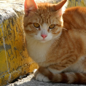 Бывший мэр Владимира перечислил места для переселения приюта «Валента»