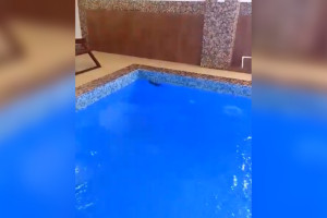 В бассейне СПА-комплекса «Князь Владимир» заметили крысу