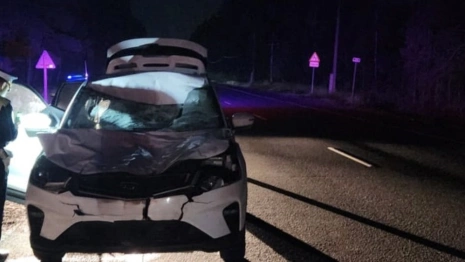 Во Владимирской области сбили 4 лосей подряд