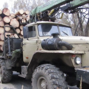 В Муроме двое безработных вырубили лес на 500 тыс. рублей