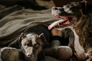 Мэрия Владимира попала под суд за использование чужой фотографии на сайте и в соцсетях