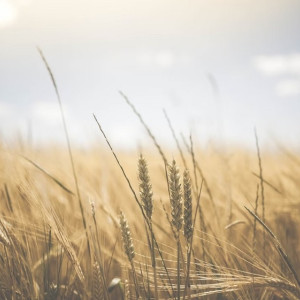 Во Владимирскую область в августе вернется 30-градусная жара