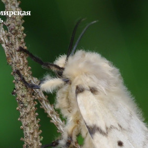 Во Владимирской области на борьбу с непарным шелкопрядом направят 8,7 млн 