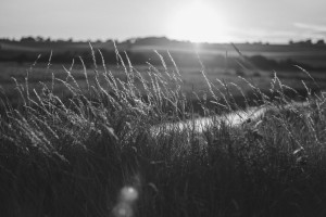 Тело пропавшего во Владимирской области 25-летнего парня нашли в зарослях