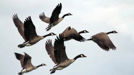 День Никиты Гусятника: что можно и нельзя делать 28 сентября