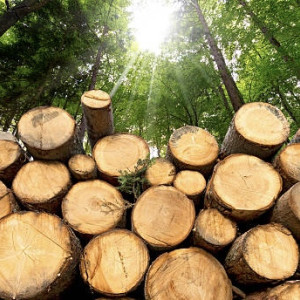 Во Владимирской области спиливший сосны «черный лесоруб» попал под уголовное дело