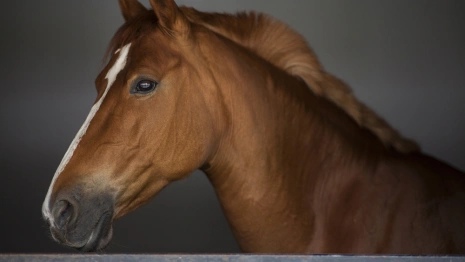 Феофанов день: что можно и нельзя делать 25 марта