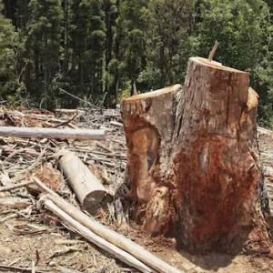 У спилившего 81 сосну лесоруба из Коврова конфисковали машину и бензопилу