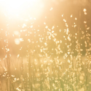 На западе Владимирской области ввели карантин из-за сорняка повилики 