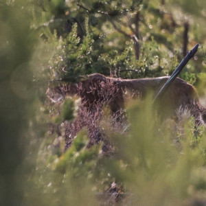 Во Владимирской области встретили рысь